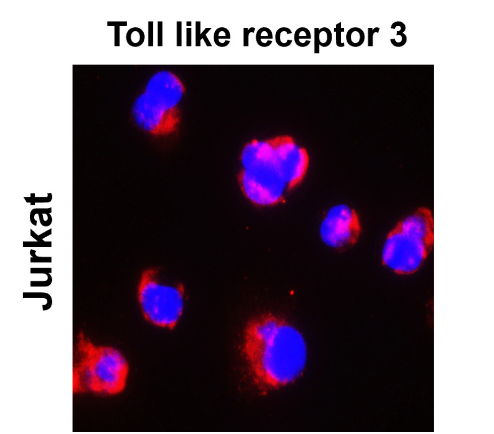 Toll-like Receptor 3 / TLR3