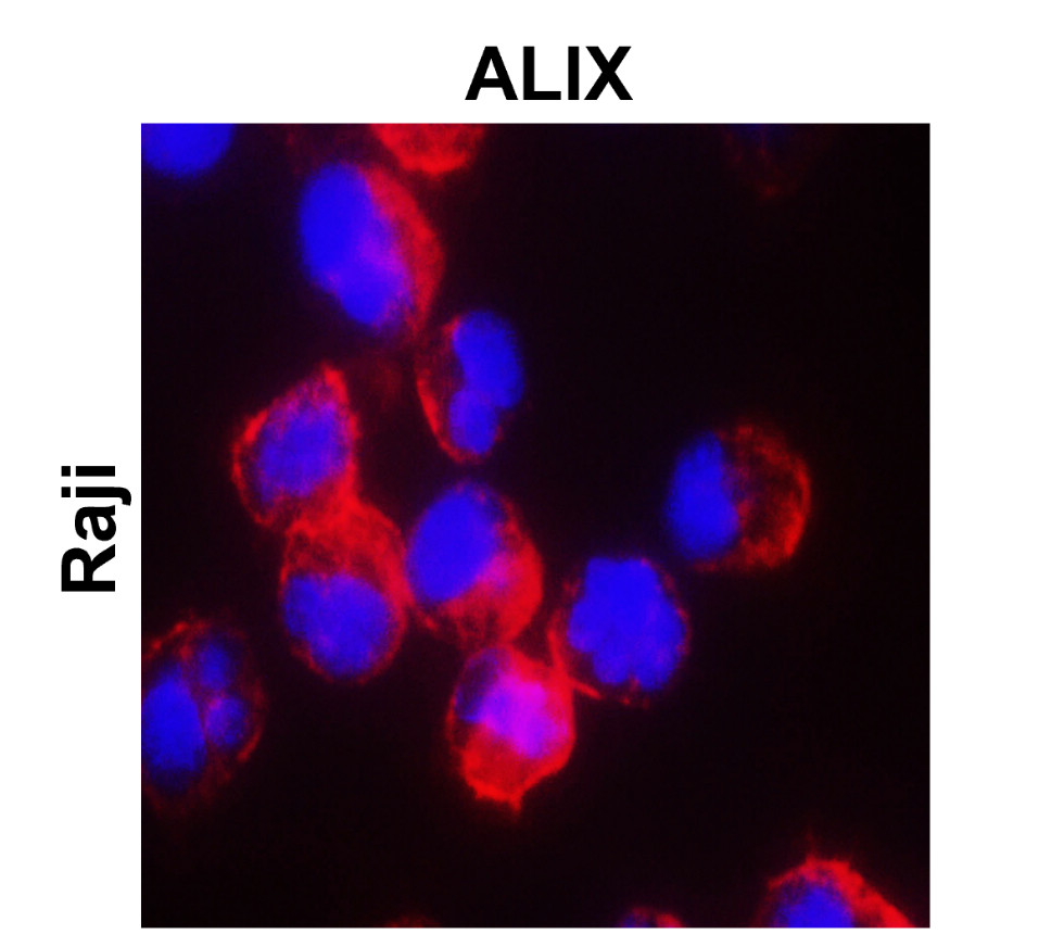 Alix Antibody