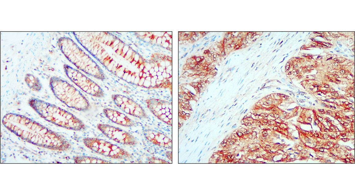 Alix Antibody