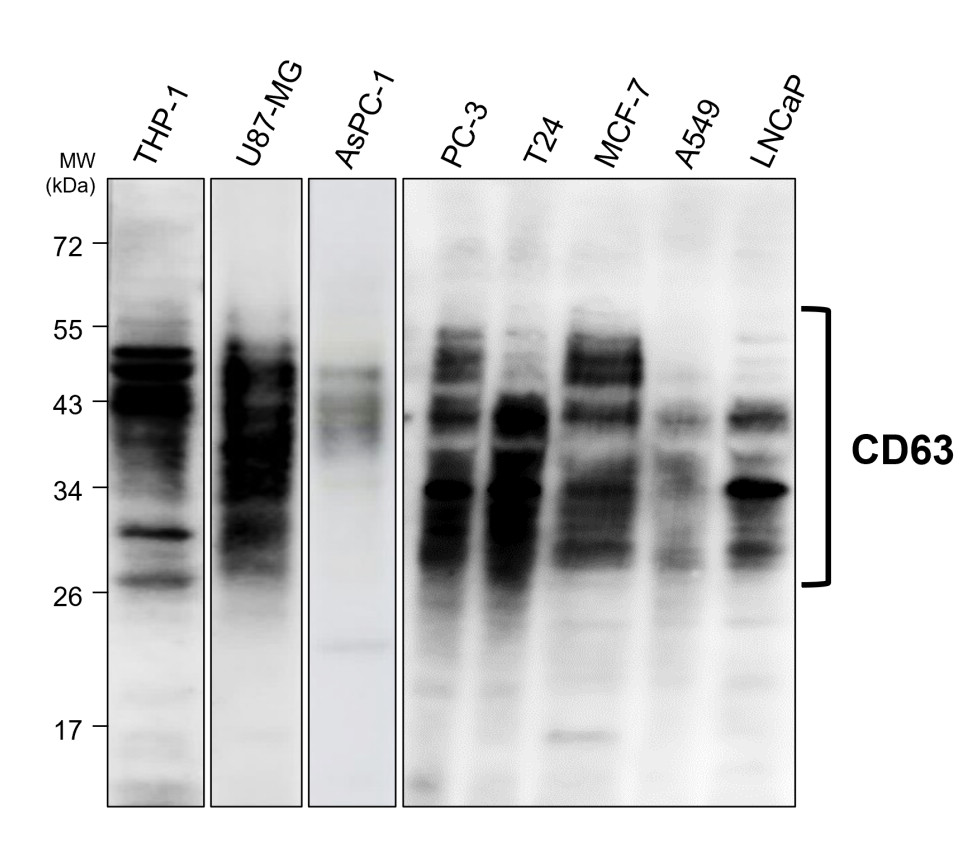 CD63 Antibody