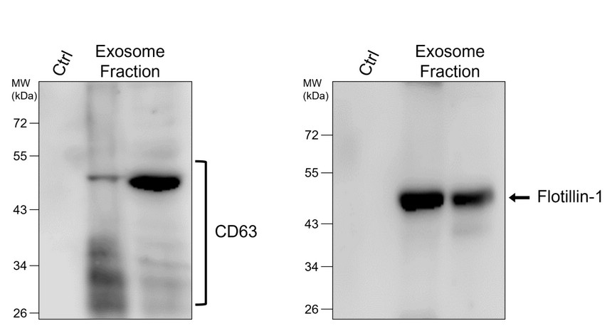 CD63 Antibody