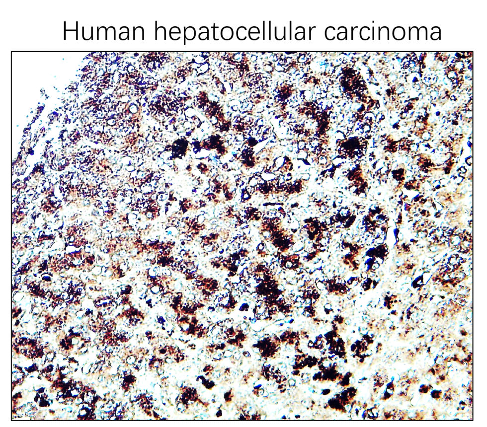 CD63 Antibody