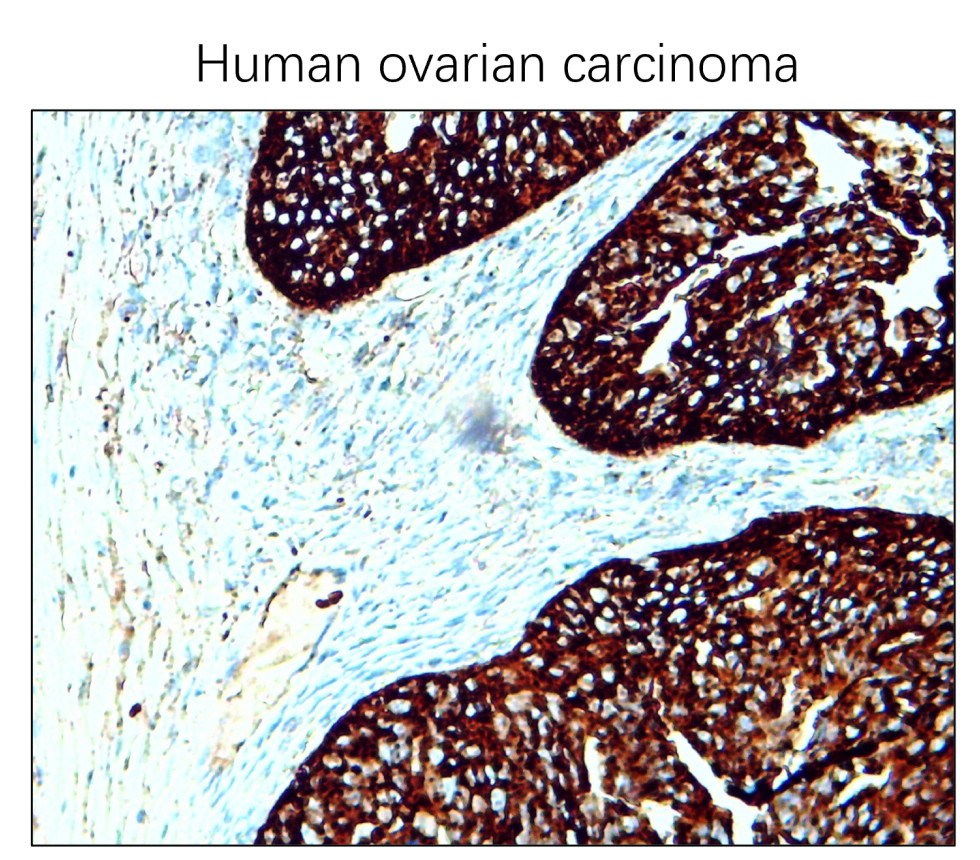 CD63 Antibody