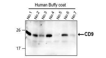 CD9 Antibody