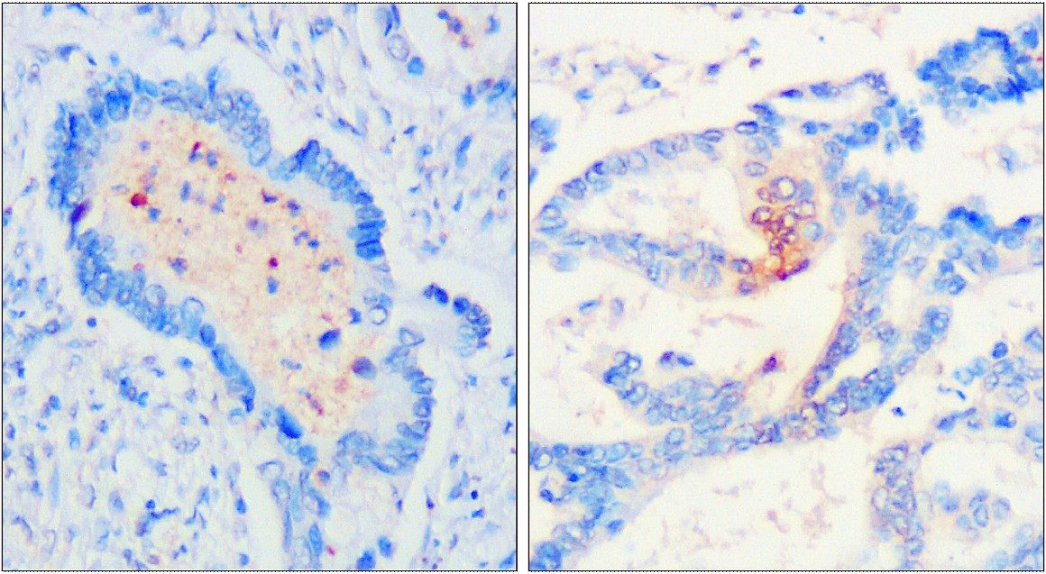 CD9 Antibody