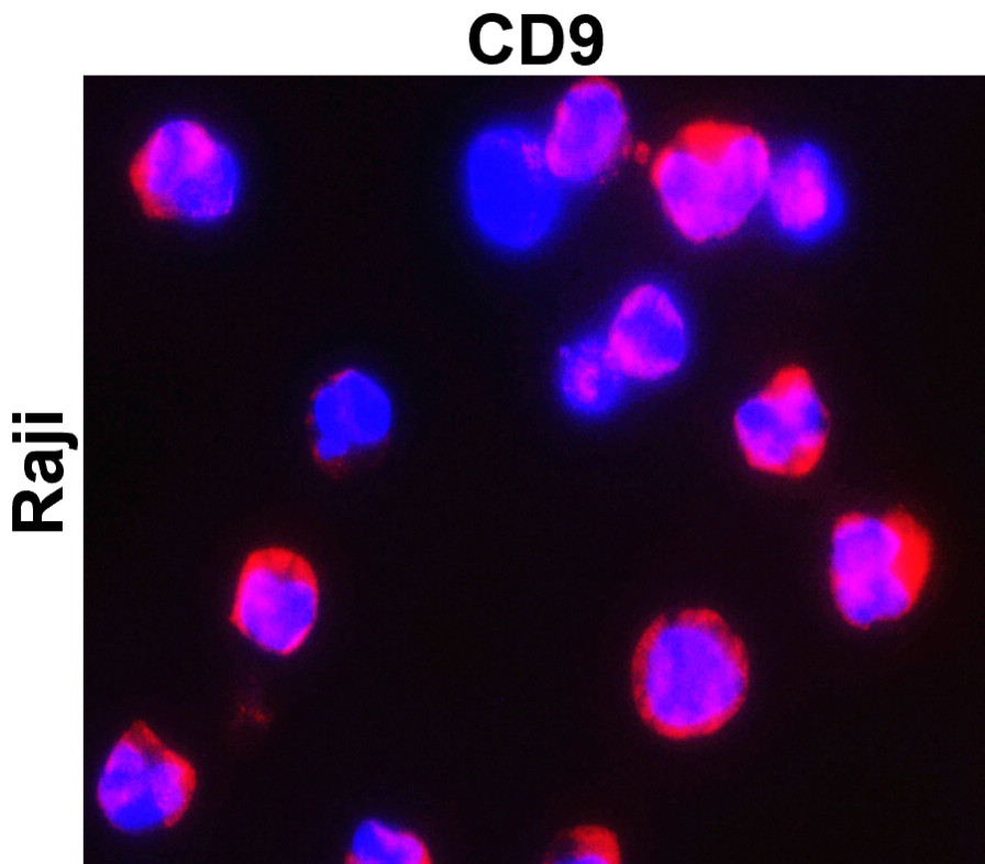 CD9 Antibody