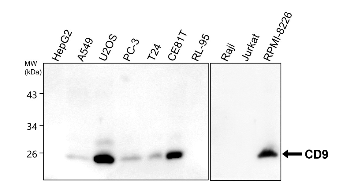 CD9 Antibody