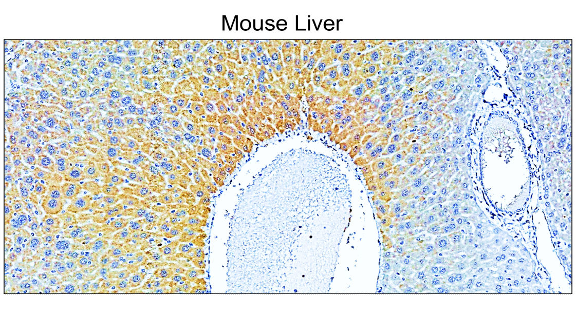 COL1A1 antibody