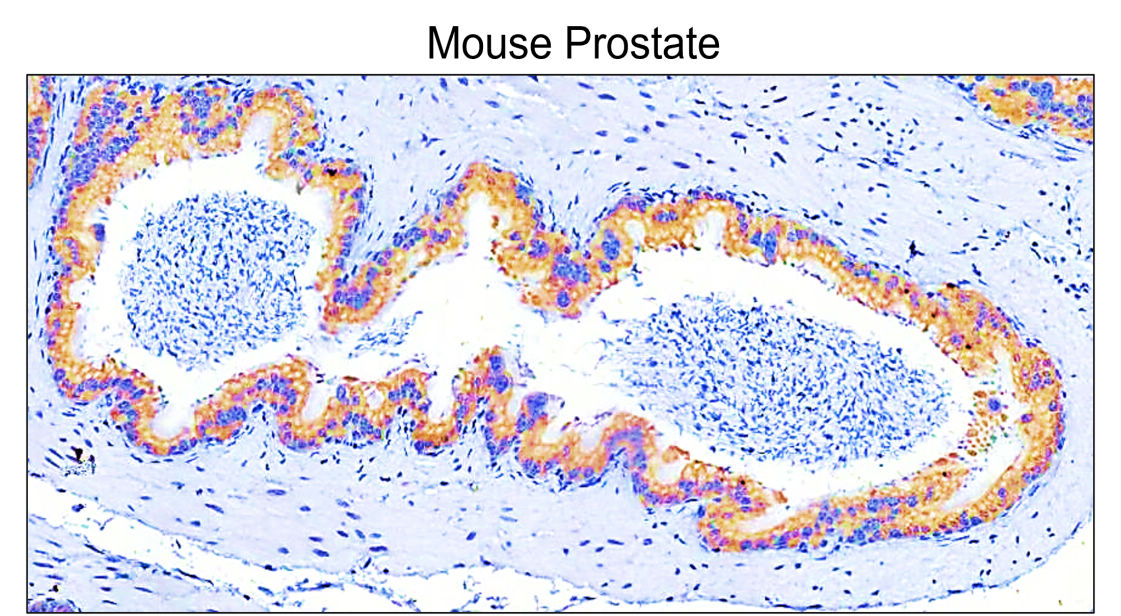 COL1A1 antibody