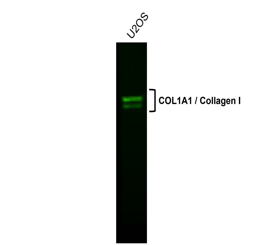 COL1A1 antibody