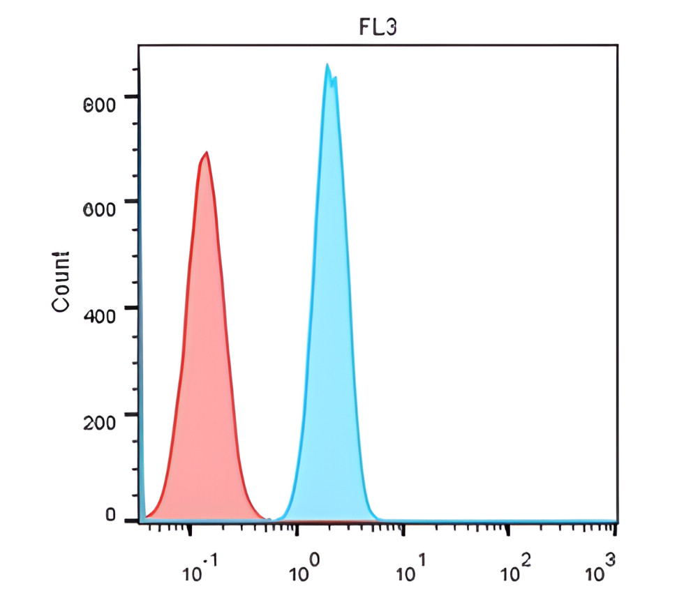 NCAM antibody