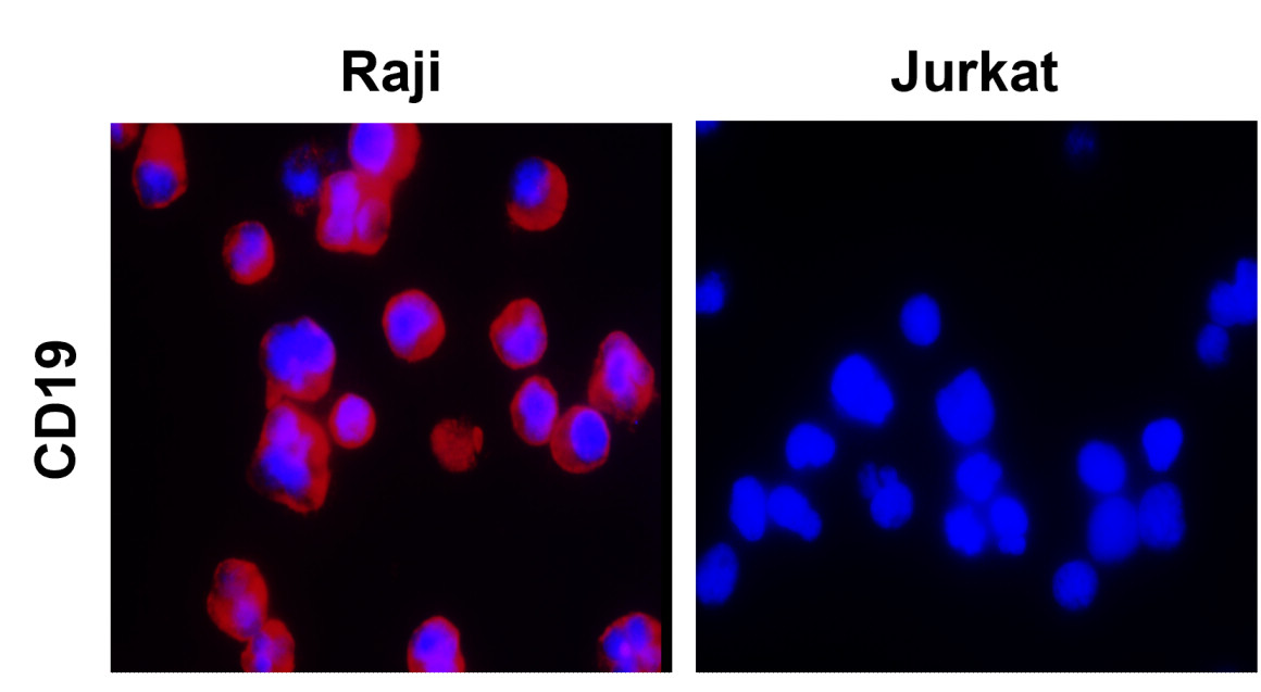 CD19 Antibody