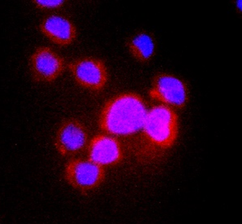 CD3 Antibody