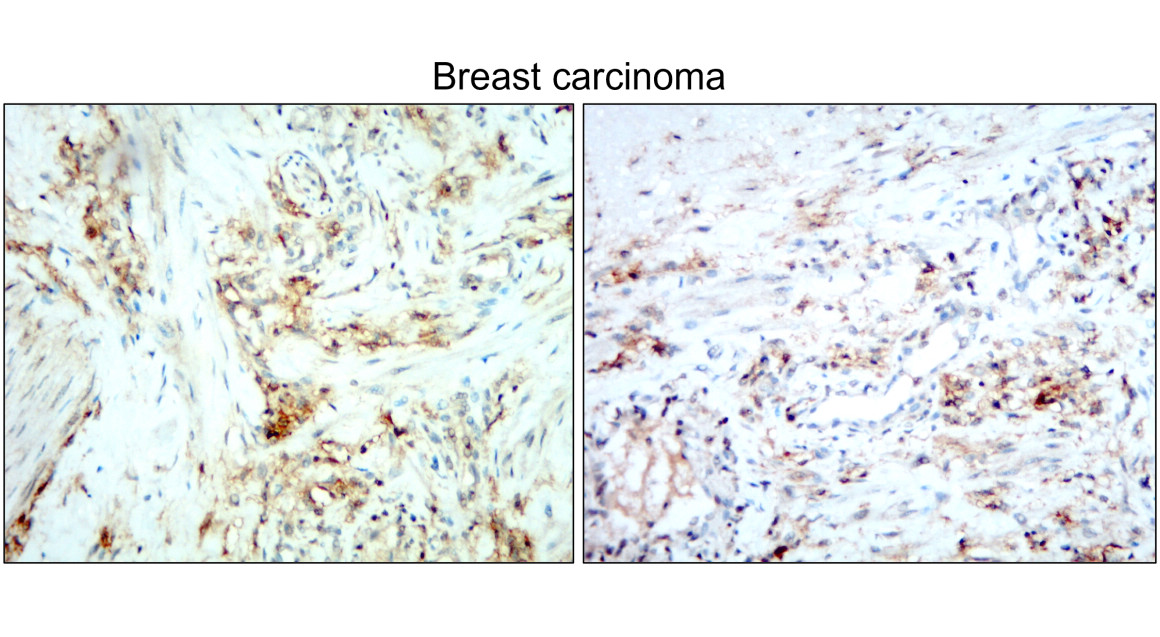 Syndecan-1 antibody