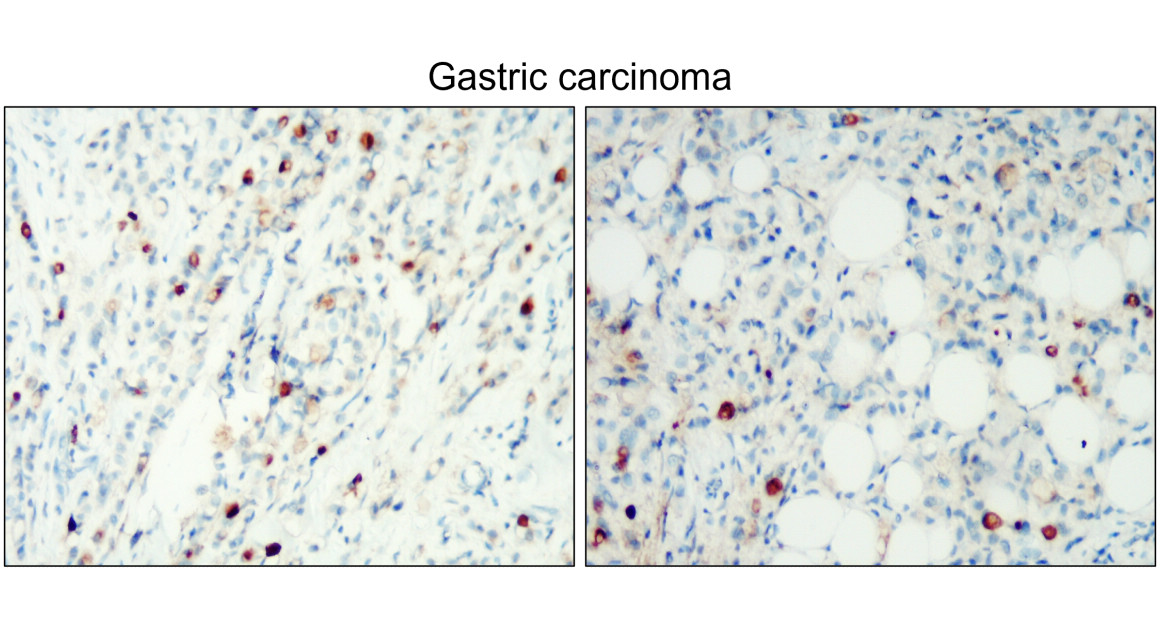 Syndecan-1 antibody