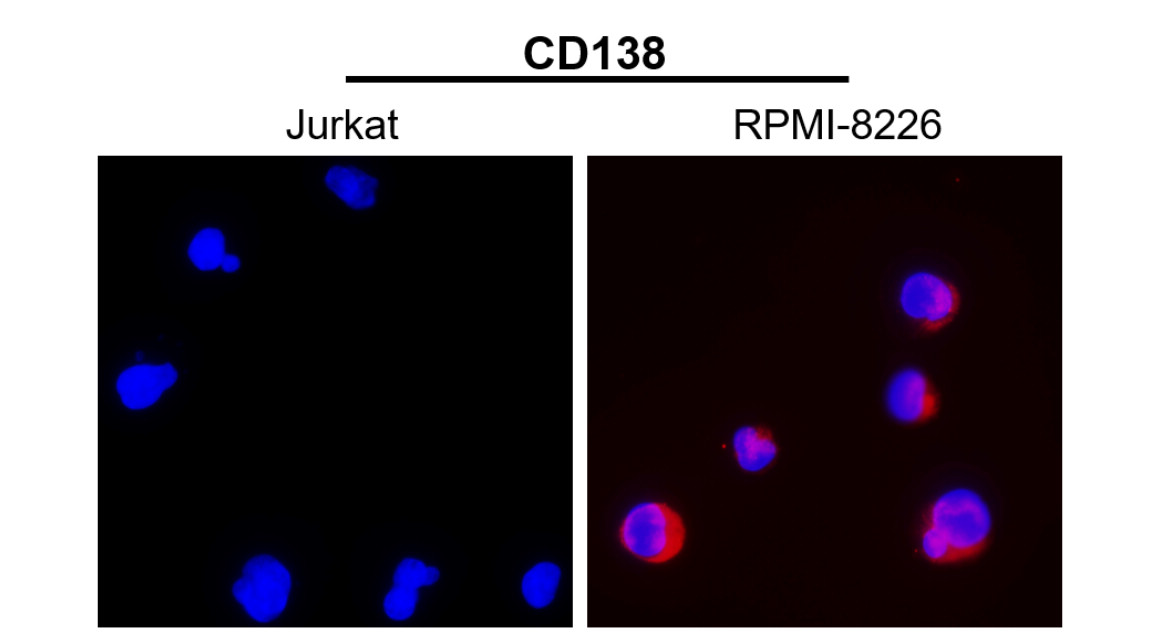 Syndecan-1 antibody