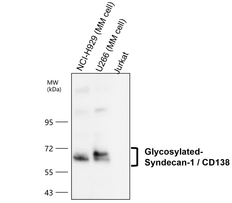 Syndecan-1 antibody