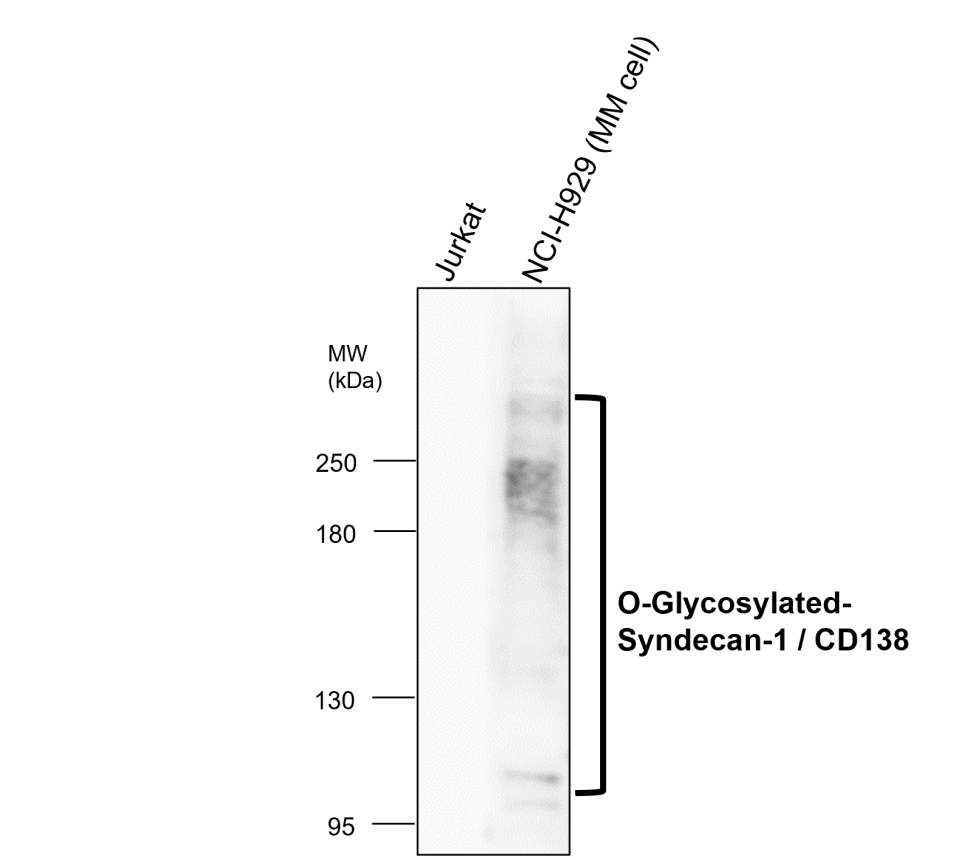 Syndecan-1 antibody