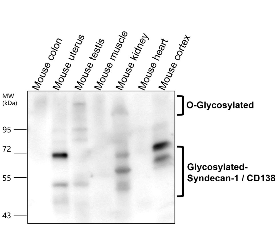 Syndecan-1 antibody