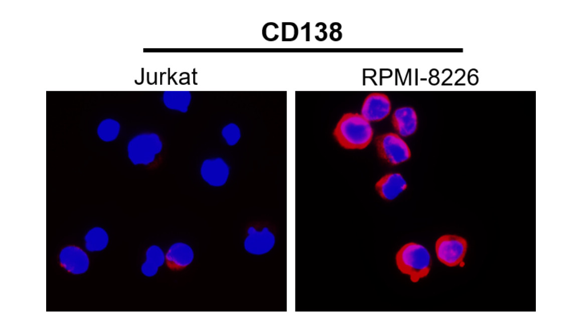 Syndecan-1 antibody