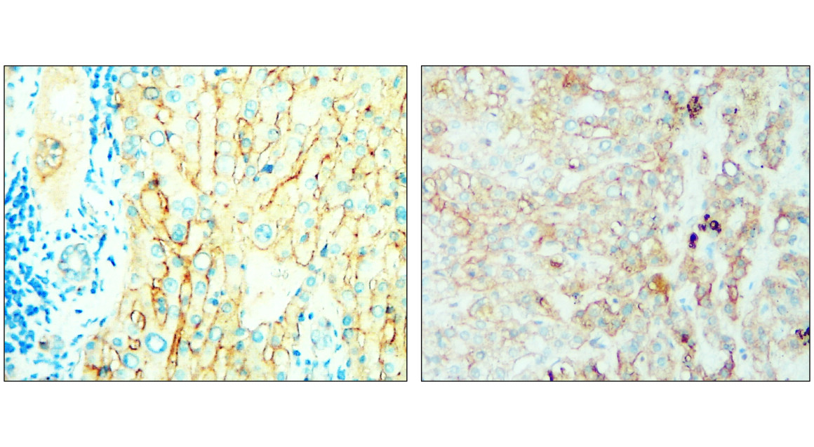 Syndecan-1 antibody