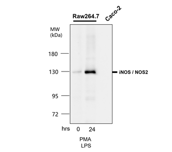 iNOS/NOS2 Antibody