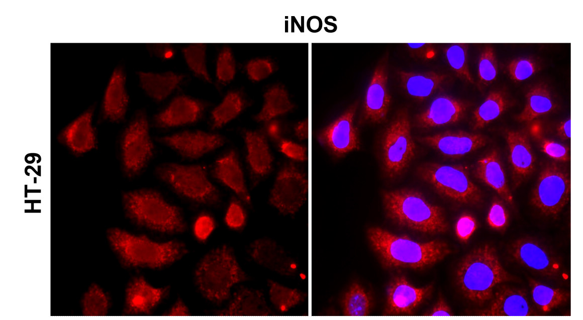 iNOS/NOS2 Antibody
