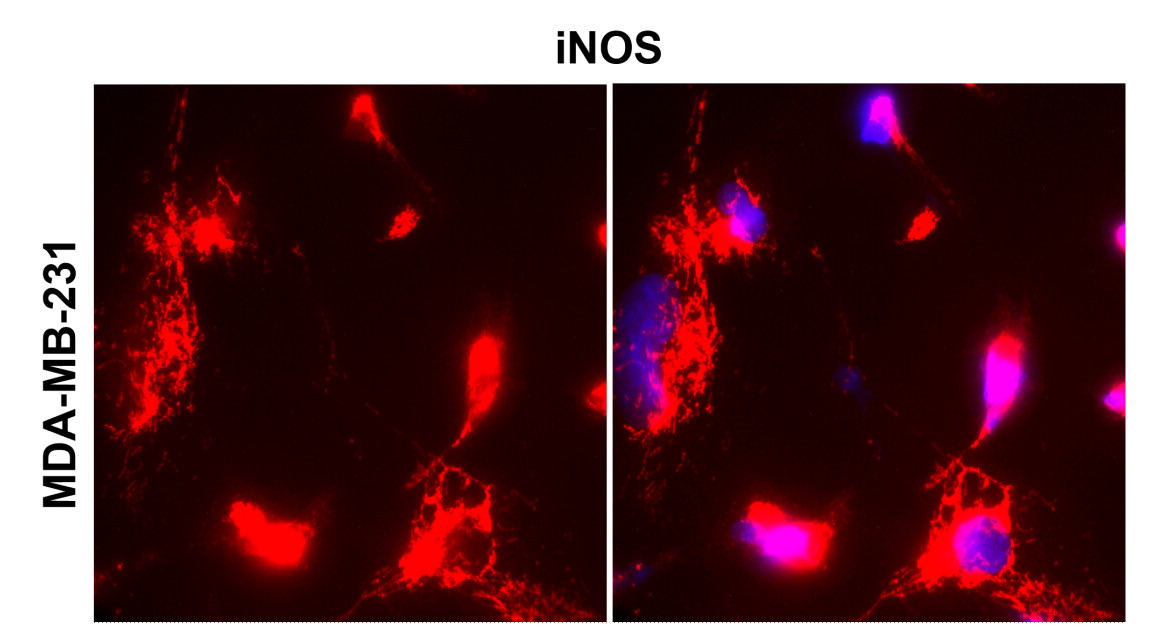 iNOS/NOS2 Antibody