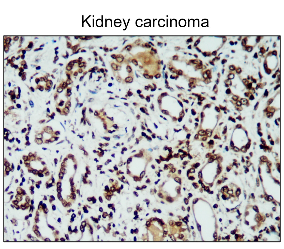 iNOS/NOS2 Antibody