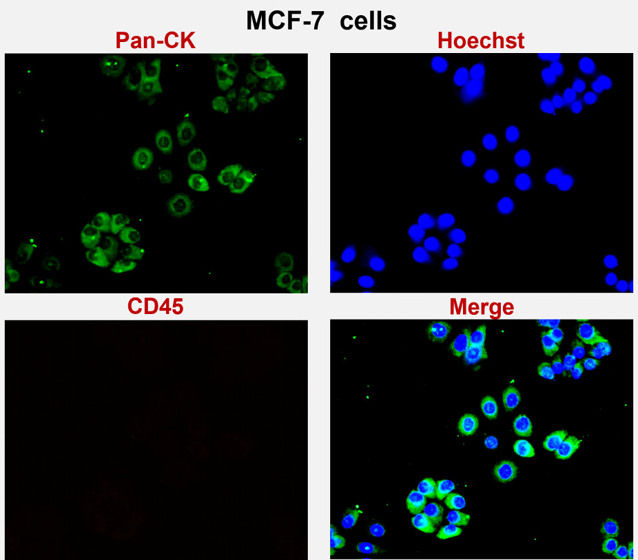 Pan-Cytokeratin, Pan-CK