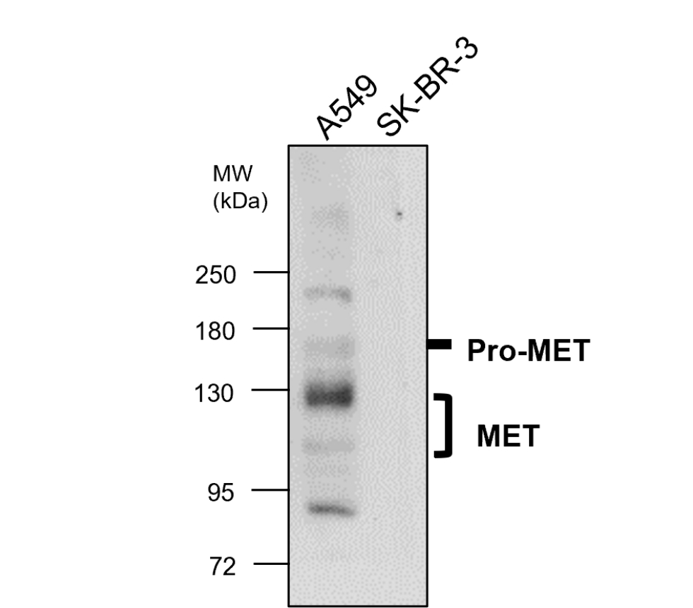 MET/C-MET/HGFR Antibody