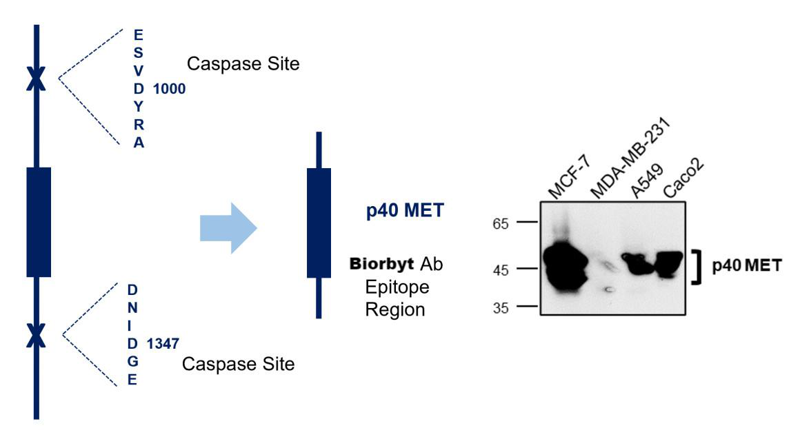 MET/C-MET/HGFR Antibody