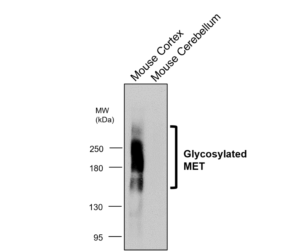 MET/C-MET/HGFR Antibody