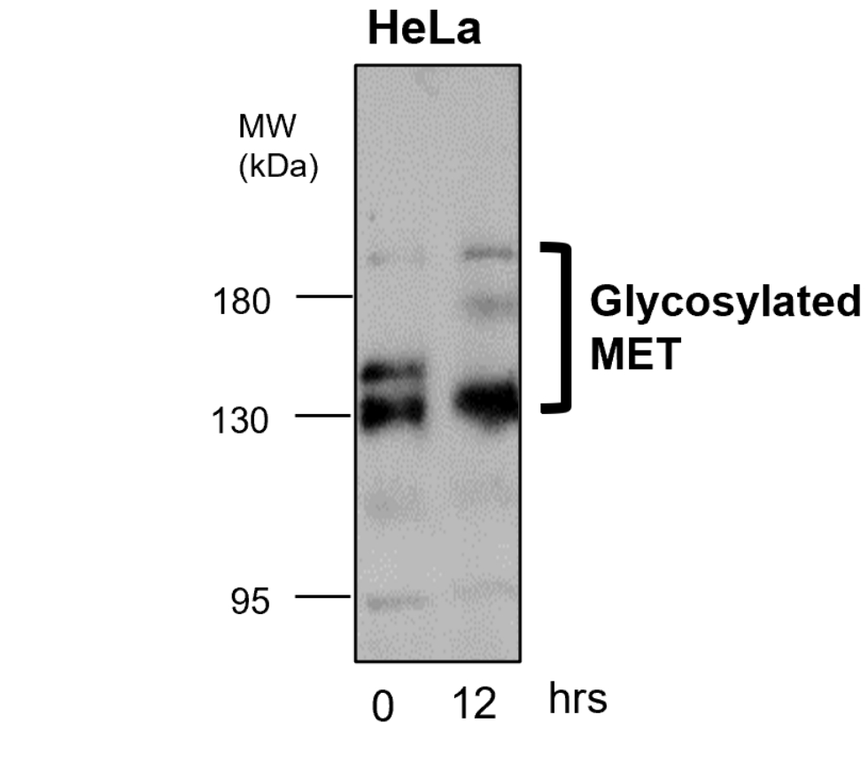 MET/C-MET/HGFR Antibody