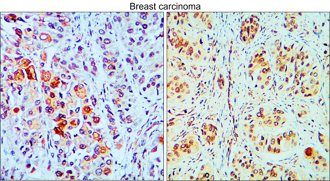 MET/C-MET/HGFR Antibody