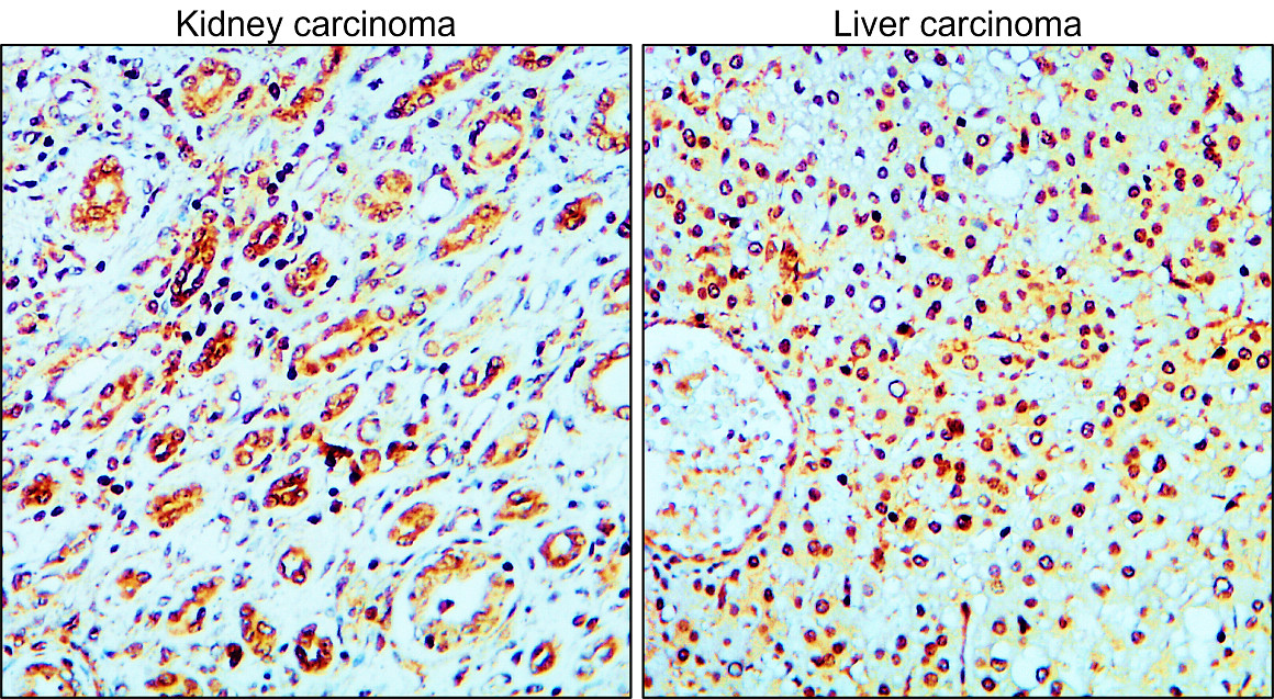 MET/C-MET/HGFR Antibody