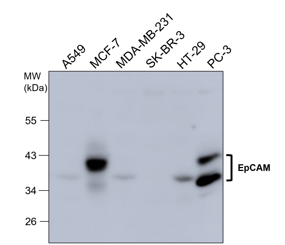 EpCAM (Extracellular domain) antibody