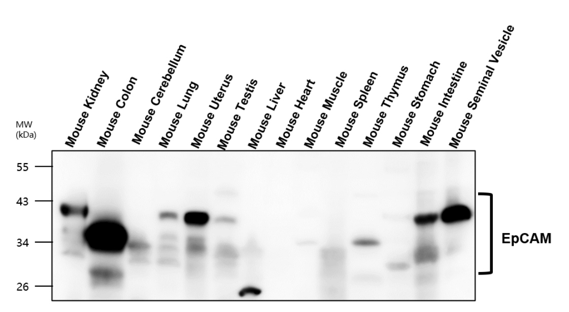 EpCAM (intracellular domain) antibody