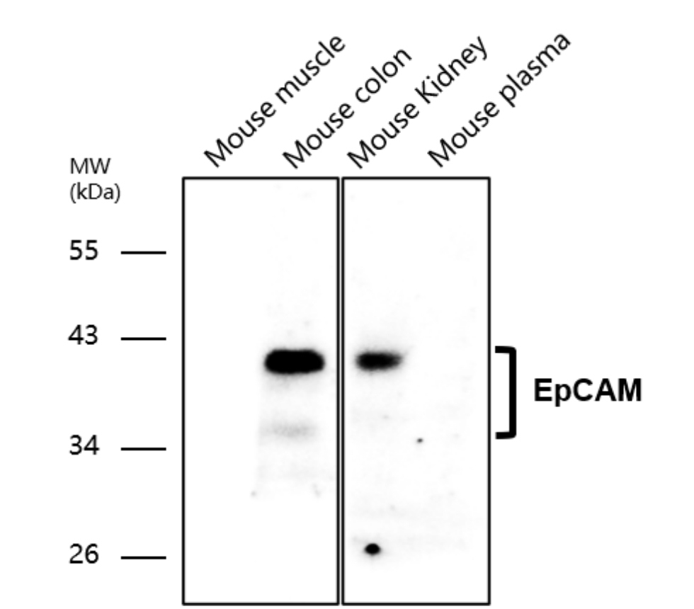 EpCAM (intracellular domain) antibody