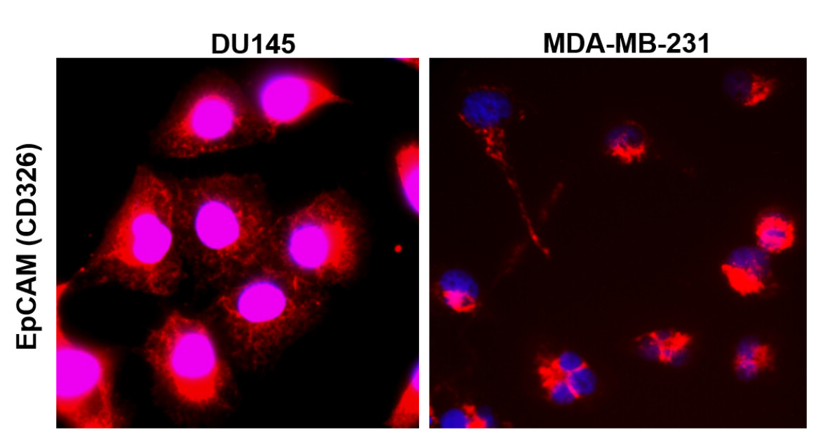 EpCAM (intracellular domain) antibody