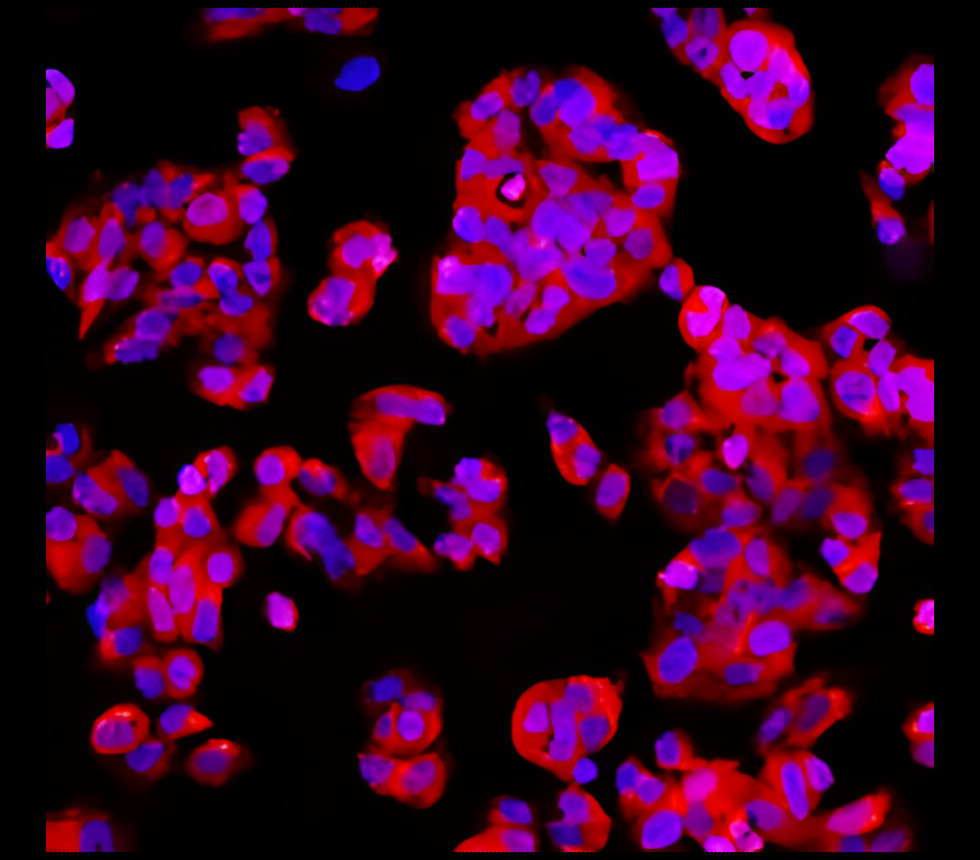 EpCAM (intracellular domain) antibody