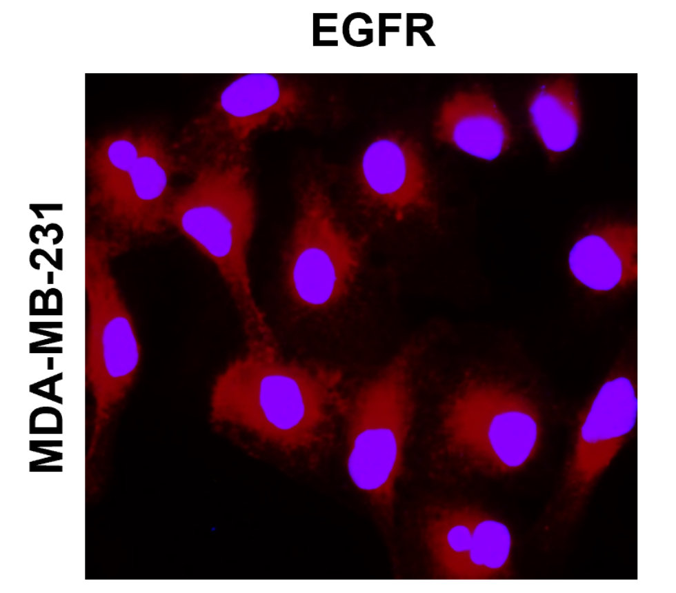 EGFR Antibody