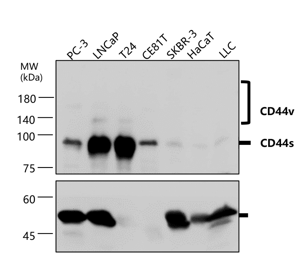 CD44 Antibody