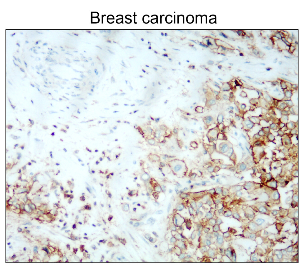 CD44 Antibody