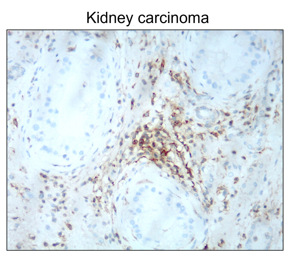 CD44 Antibody