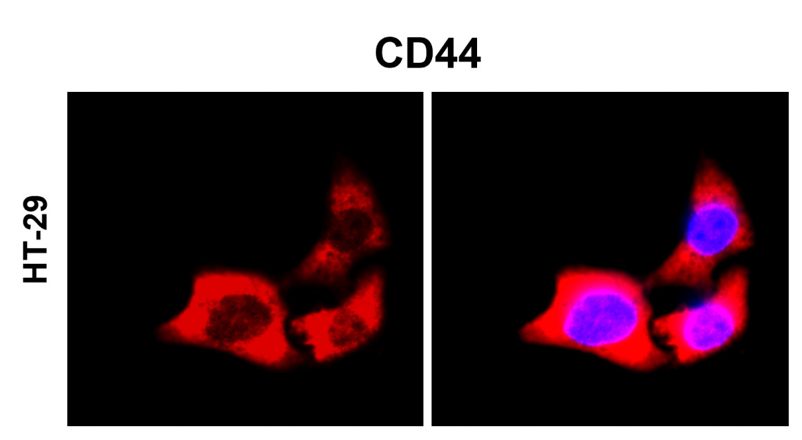 CD44 Antibody