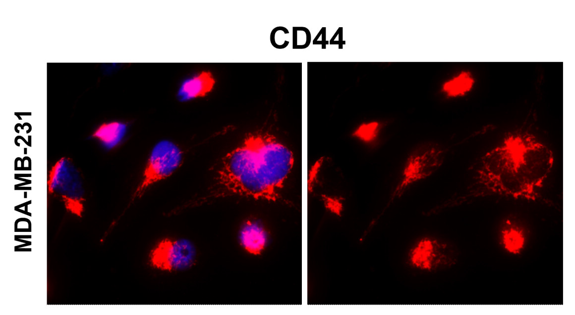 CD44 Antibody