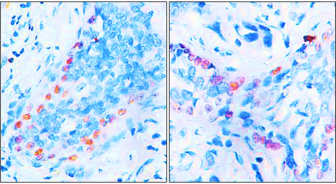 p63 Antibody