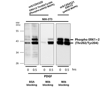Phospho ERK1+2 (Thr202/Tyr204) Antibody
