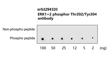 Phospho ERK1+2 (Thr202/Tyr204) Antibody